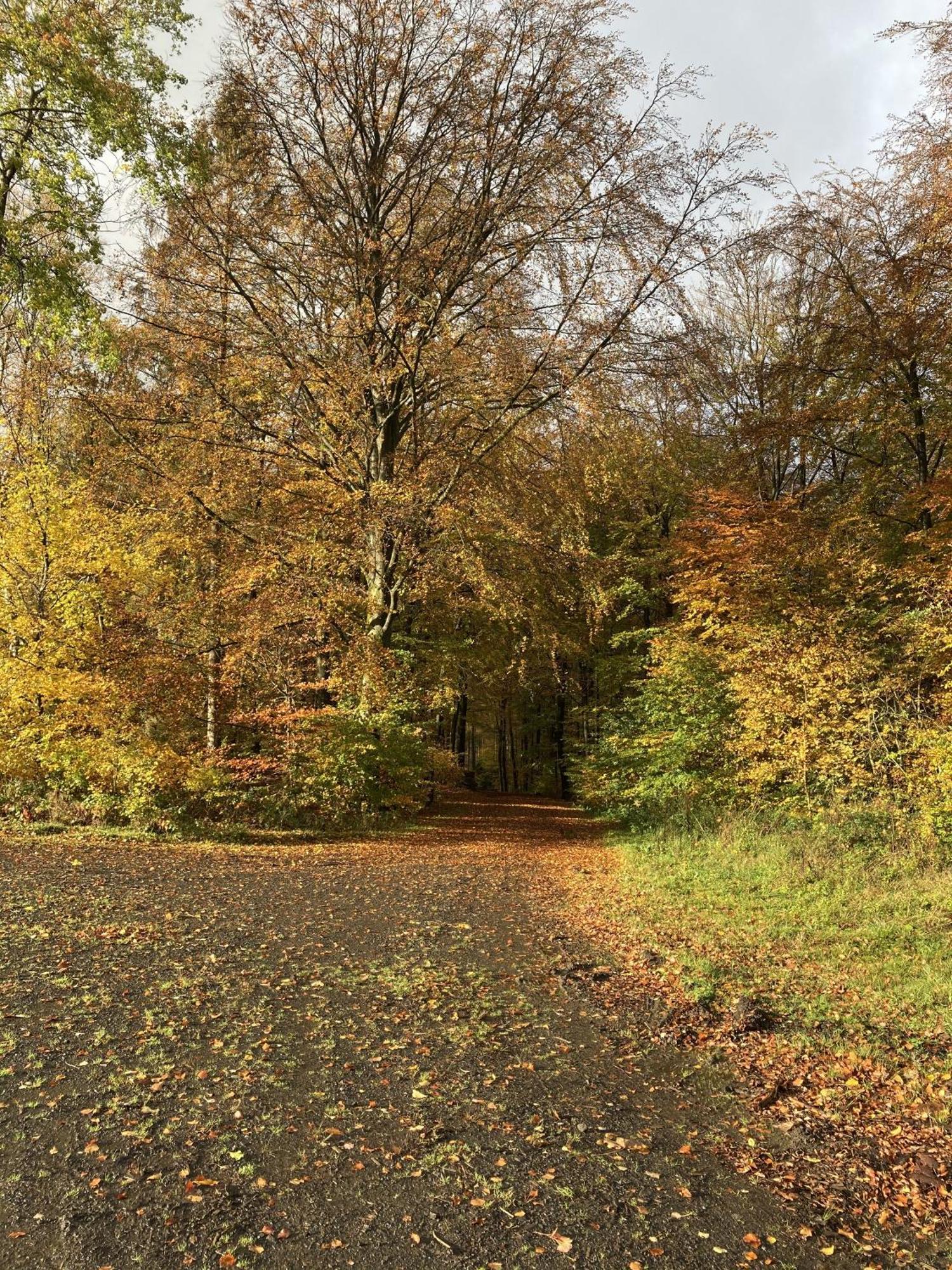 Gittas Paradiesperle Niederdreisbach Екстер'єр фото